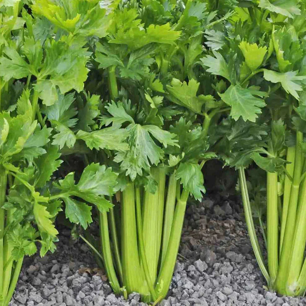 Celery Seeds Pack - Tall Utah 52-70R Improved Variety - Apium Graveolens - High Germination for 2025 Planting