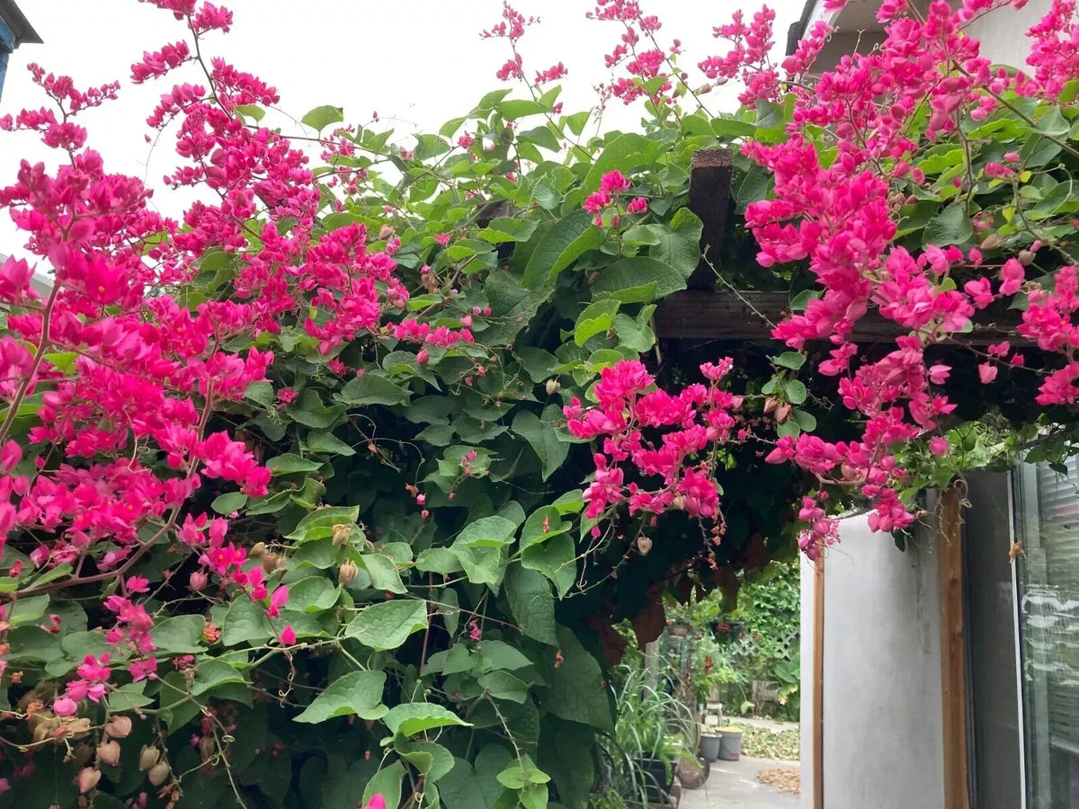 Coral Vine Seeds - Pink Flower Mexican Creeper - Antigonon Leptopus - Chain of Love Plant for Garden or Landscape - 50 Seeds