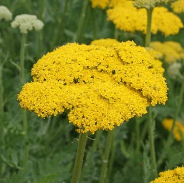 Yarrow Seeds - 1500 Non-GMO Fernleaf Gold Perennial Flowers - Achillea millefolium 'Gold' - Attracts Pollinators