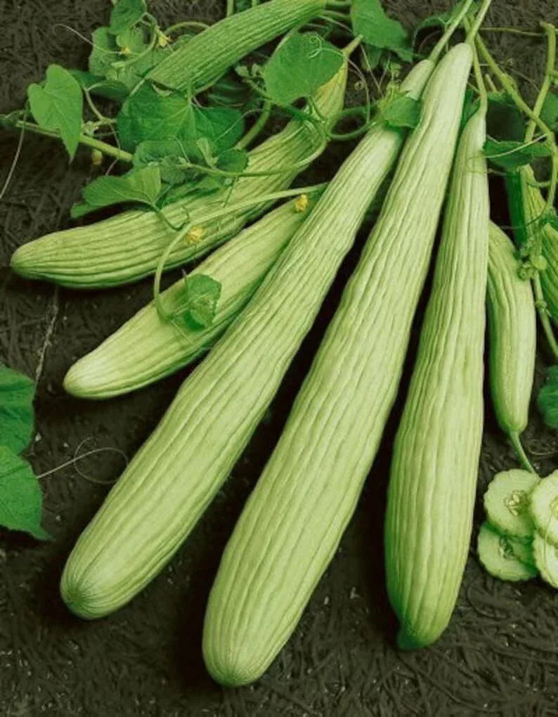Armenian Yard Long Cucumber Seeds - 100+ Organic Heirloom Seeds - Cucumis sativus - Non-GMO for Home Gardens