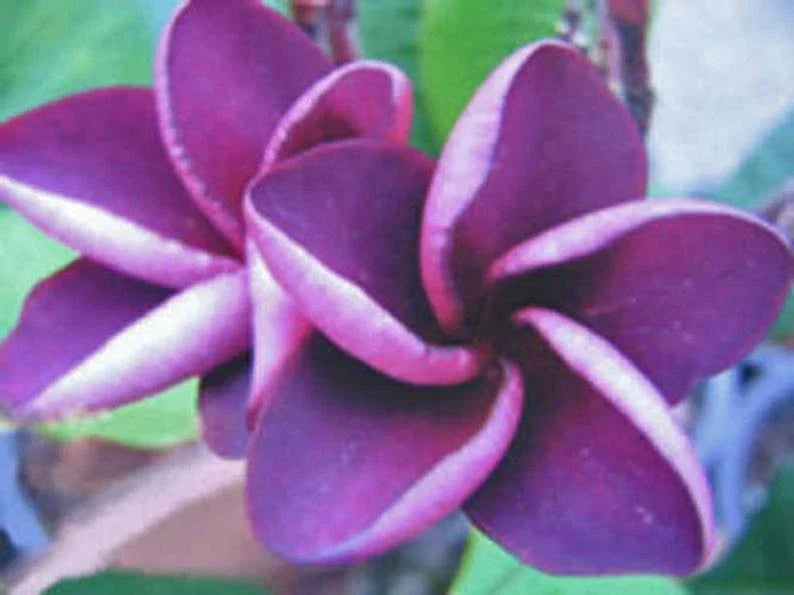 Purple Plumeria Seeds - 5 Perennial Flower Seeds - Frangipani - Plumeria rubra - Non-GMO, US Seller