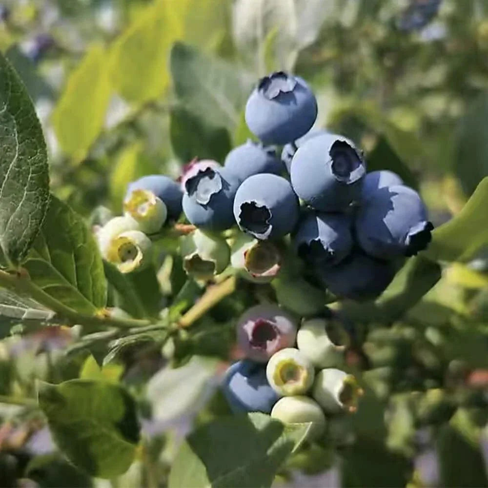 Blueberry Seeds for Planting, 100+ High Yield, Vaccinium corymbosum, Perfect for Home Garden