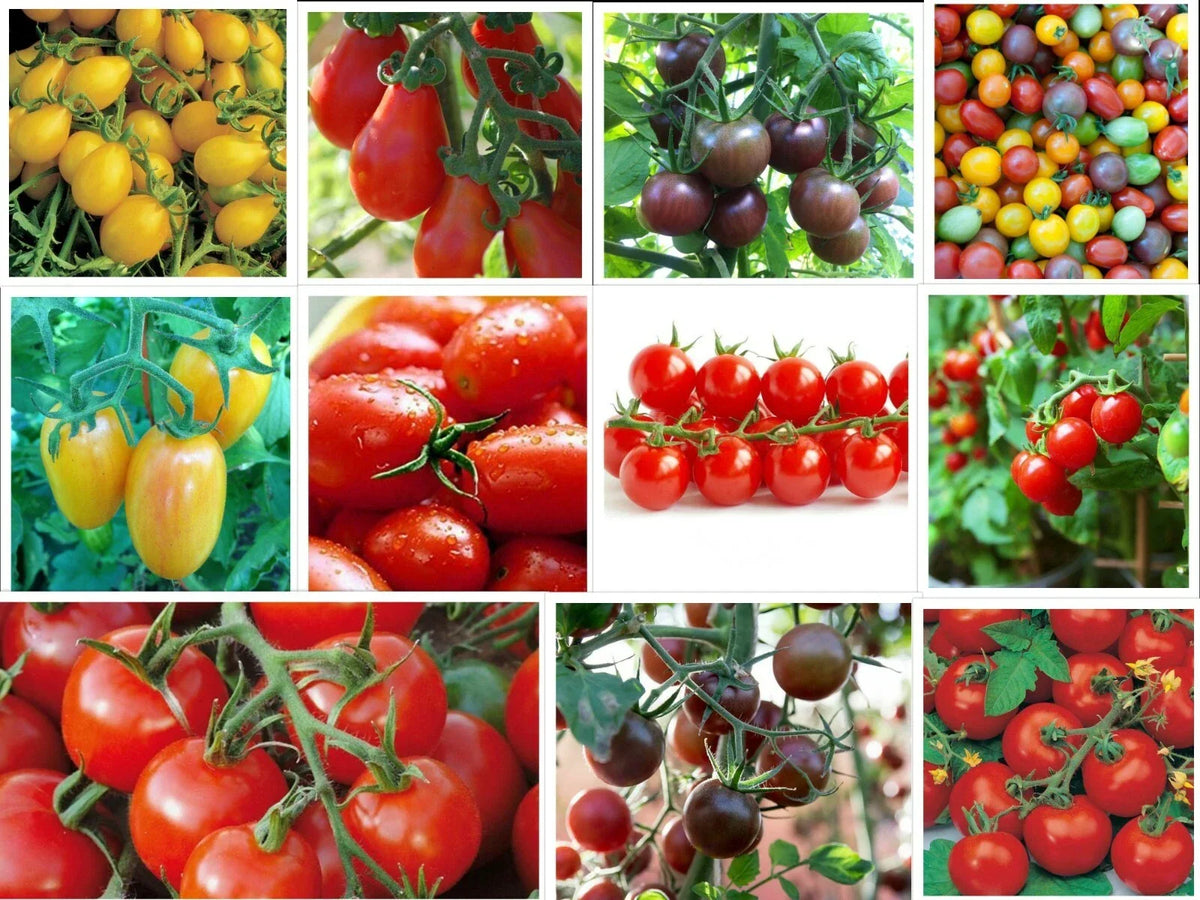 Cherry Tomatoes Seeds - Small Rare Varieties - Multiple Colors & Flavors - Solanum lycopersicum