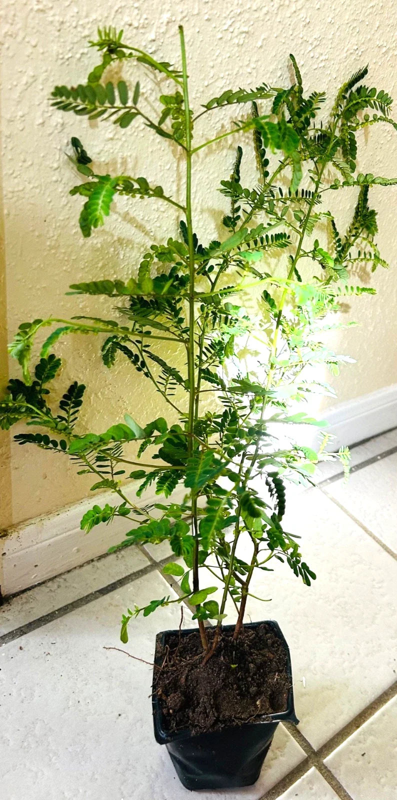 Organic Stone Breaker Plants 2X, Chanca Piedra Herb, Phyllanthus niruri, Live Plants for Herbal Remedies, Easy Care