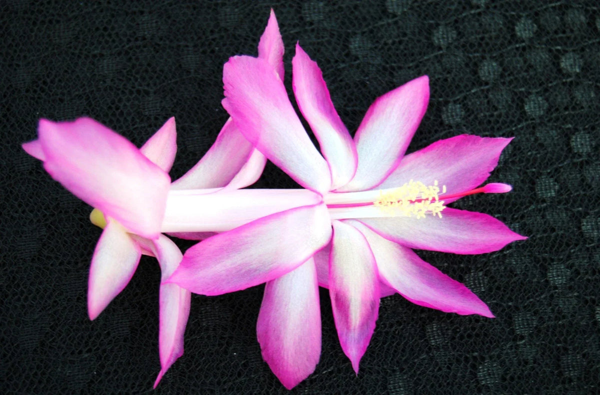 Christmas Cactus Starter Plant - Small Plum Carnival - Schlumbergera Truncata - Healthy Well-Rooted Indoor Plant