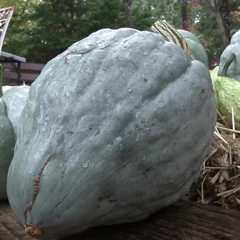 Giant Blue Hubbard Squash Seeds - 20 Count Heirloom - Rare Variety (Cucurbita maxima) - Sweet, Non-GMO, High Yield