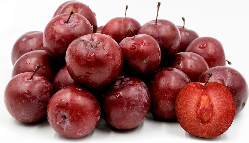 American Plum Tree, Flowering Fruit Shrub, Prunus americana, Hardy for Zones 3-8, Ideal for Gardens or Borders
