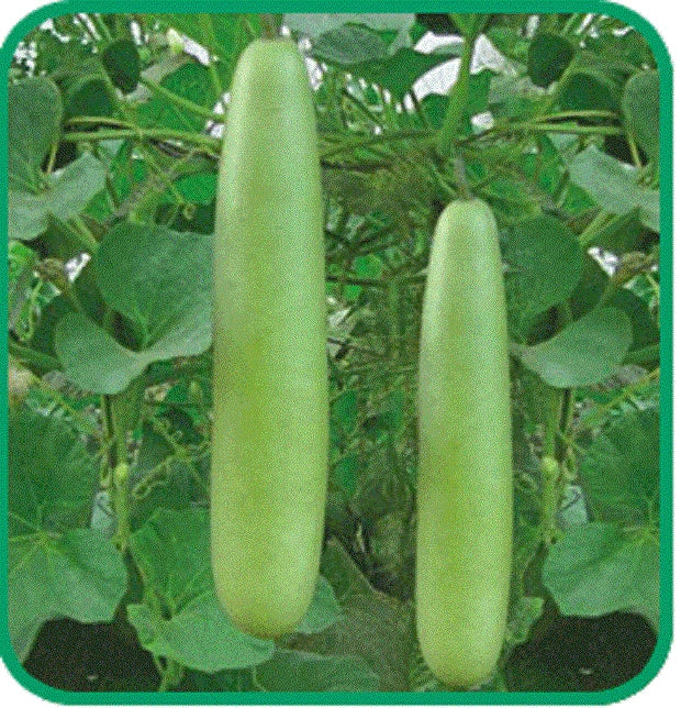 Calabash Bottle Gourd Seeds - Medium to Long Edible Lauki Dudhi Opo - Lagenaria siceraria - Asian Variety, High Germination Rate