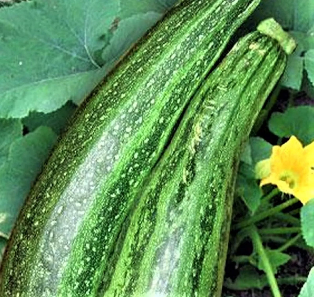 Caserta Zucchini Seeds - 30 Non-GMO Heirloom Seeds for Home Gardening - Cucurbita pepo, Compact Growth, Easy to Grow