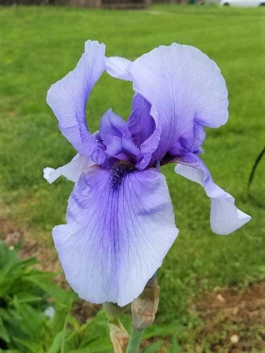 Tall Bearded Iris Rhizome - Perennial Flower Plant - Vibrant Colors - Iris germanica - Hardy & Low Maintenance Garden Flower