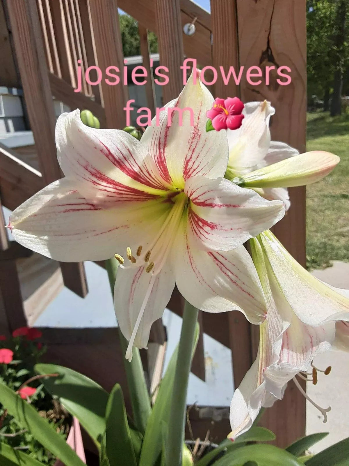 Easter Lily Seeds - 10 Count - White with Pink - Lilium longiflorum - Garden Flowers for Pollinators