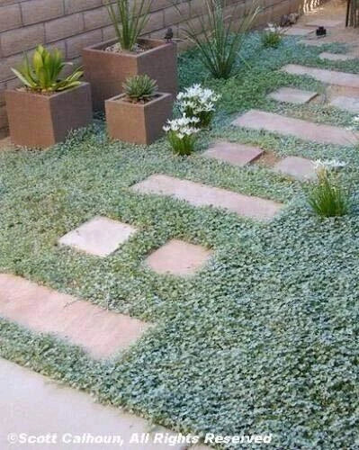 Dichondra Repens Seeds 1000 Count - Jocad Evergreen Ground Cover - Lawn Leaf Flower - Drought-Tolerant Ground Cover