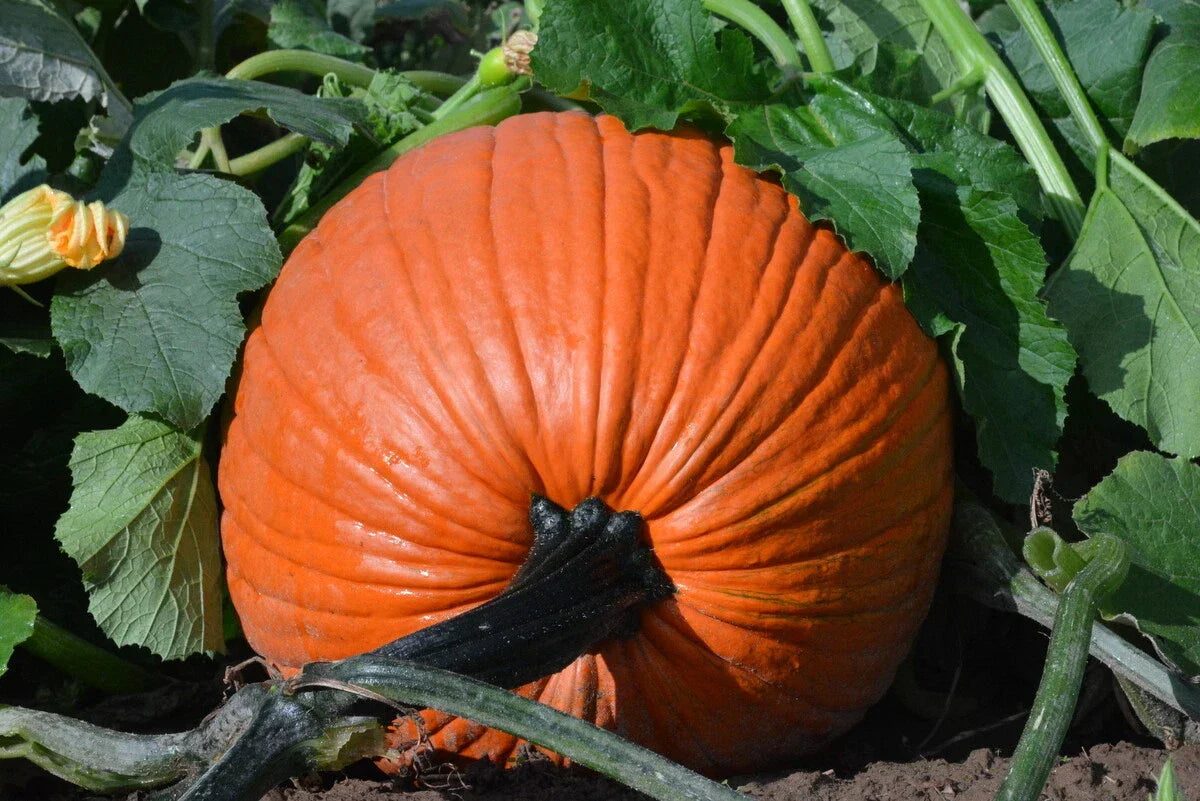 Pumpkin Seeds - Large Jack O'Lantern - Everest Variety - Cucurbita pepo - Non-GMO, Perfect for Carving and Decorating