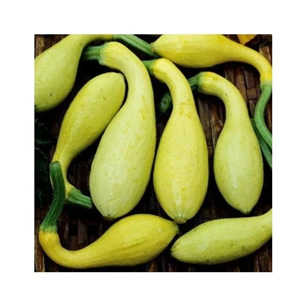 Early Summer Crookneck Squash Seeds - 25 Non-GMO Seeds for Planting - Cucurbita pepo - Tender Yellow Squash Variety