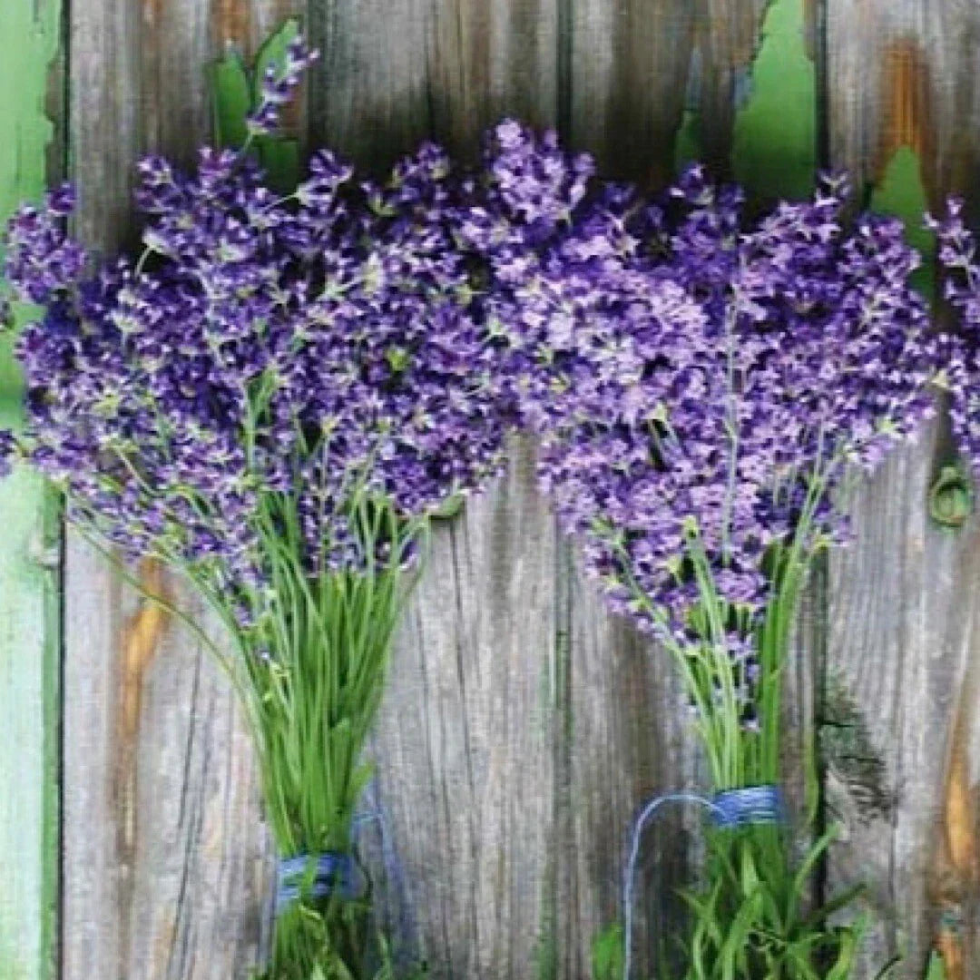 Lavender Seeds 100+ Munstead Purple Herb Seeds Lavandula angustifolia USA Grown Aromatic Pollinator-Friendly