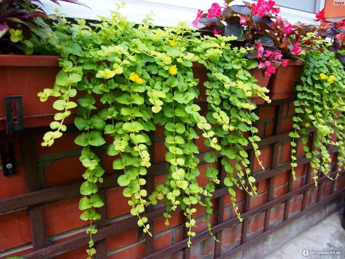 Creeping Jenny Plant - Green Ground Cover - Perennial for Baskets - Lysimachia nummularia - Live Plant in Pot