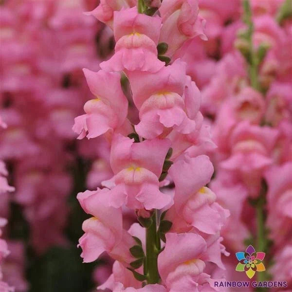 Potomac Pink Snapdragon Seeds - 1000+ Count - Flowering Annual - Antirrhinum majus - Non-GMO for Vibrant Garden Blooms