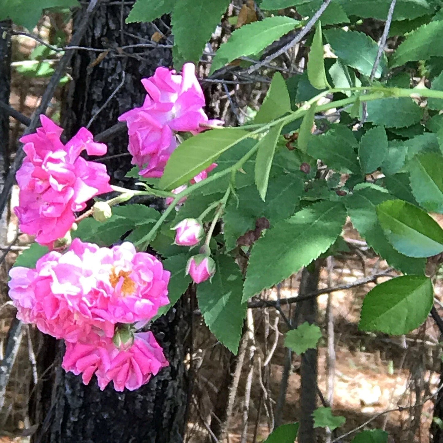 8 Cuttings Heirloom Pink Seven Sisters Roses Climbing Bushes Rosa multiflora for Easy Propagation and Vertical Displays
