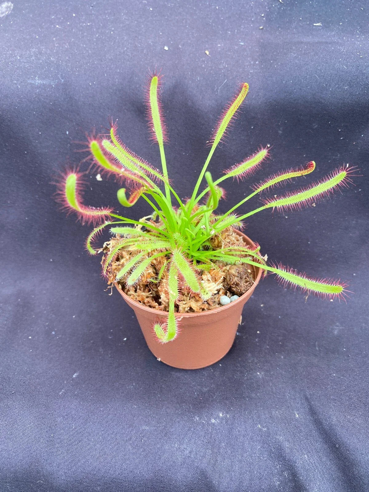 Drosera capensis Cape Sundew - 2.5" Pot Rooted Carnivorous Plant, Green Leaves with Red-Tipped Tentacles, Insect-Catching