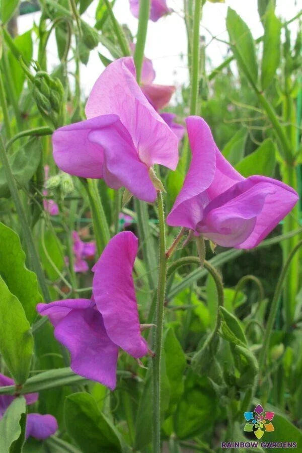 Mrs. Walter Wright Sweet Pea Seeds - 50+ Non-GMO Heirloom Seeds - Lathyrus odoratus - Fragrant Pastel Blooms for Garden