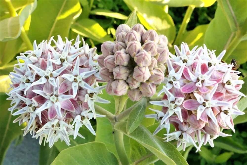 Showy Milkweed Seeds (50) - Asclepias speciosa - Native Pollinator Plant, Butterfly Attractant, Perennial Wildflower Seeds