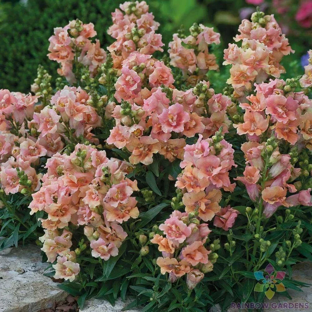 Twinny Peach Snapdragon Seeds - 1000+ Count - Antirrhinum majus - Vibrant Double Blooms for Garden Planting