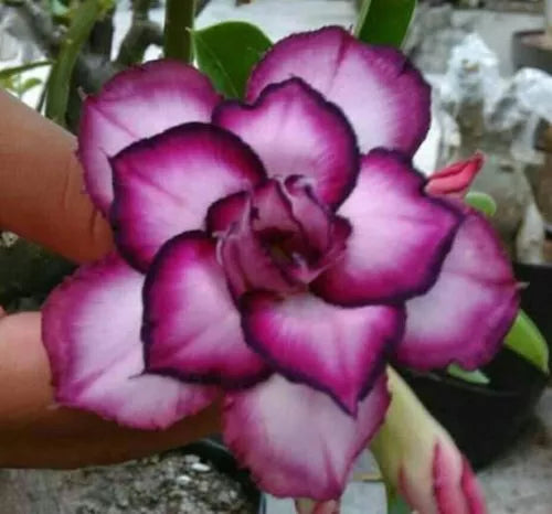 Desert Rose Seeds - 4 Pack DBL White Purple Adenium Obesum Perennial Flower Seeds for Garden or Indoor Display