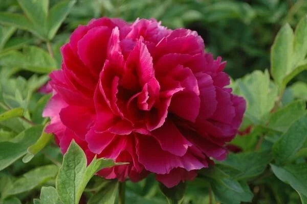 Peony Seeds Pack - 10pc Exotic Flower Seeds - Paeonia spp. - Vibrant Garden Blooms - USA Seller