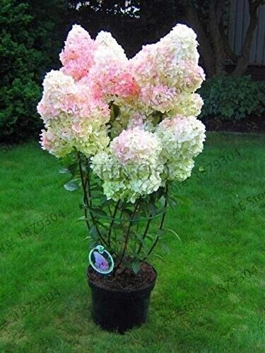 Vanilla Strawberry Hydrangea Cuttings - 5 Unrooted + 2 Free - Hydrangea paniculata 'Vanilla Strawberry' - Pink White Blooms