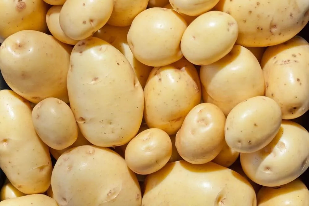 Yukon Gold Seed Potatoes - Organic 1 lb for Planting - Solanum tuberosum - Disease-Free, High Yield Variety