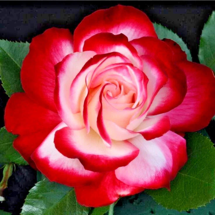 Rose Bush 1-2 Ft Fire & Ice Red & White Hybrid Tea Floribunda Rosa 'Fire 'N' Ice' Fragrant Plant, Bare Root