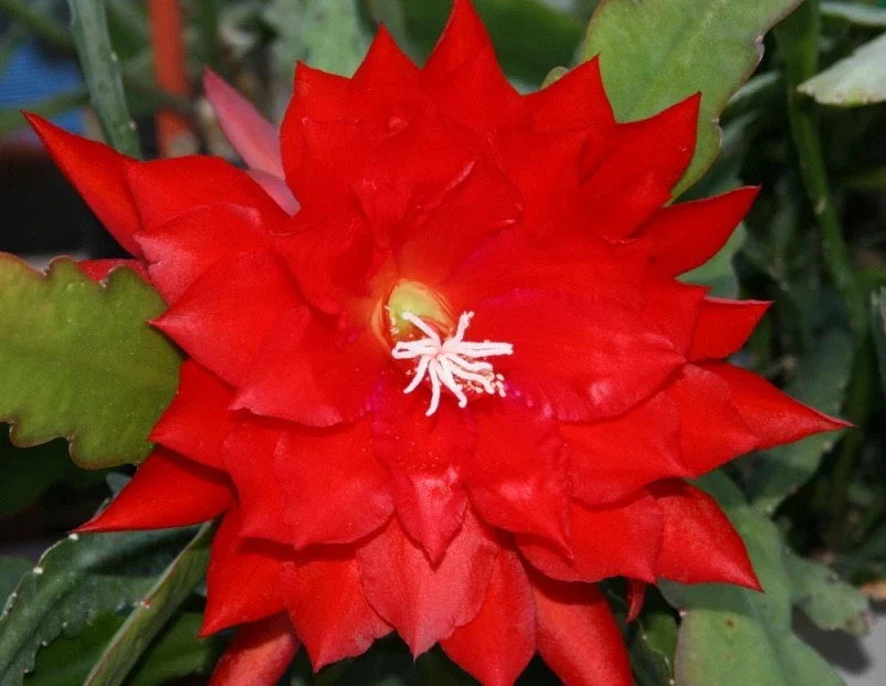 Epiphyllum Cuttings, Don's Cuttings, Lothario Orchid Cactus, Rare Variety, Epiphyllum spp., Perfect for Indoor Gardening