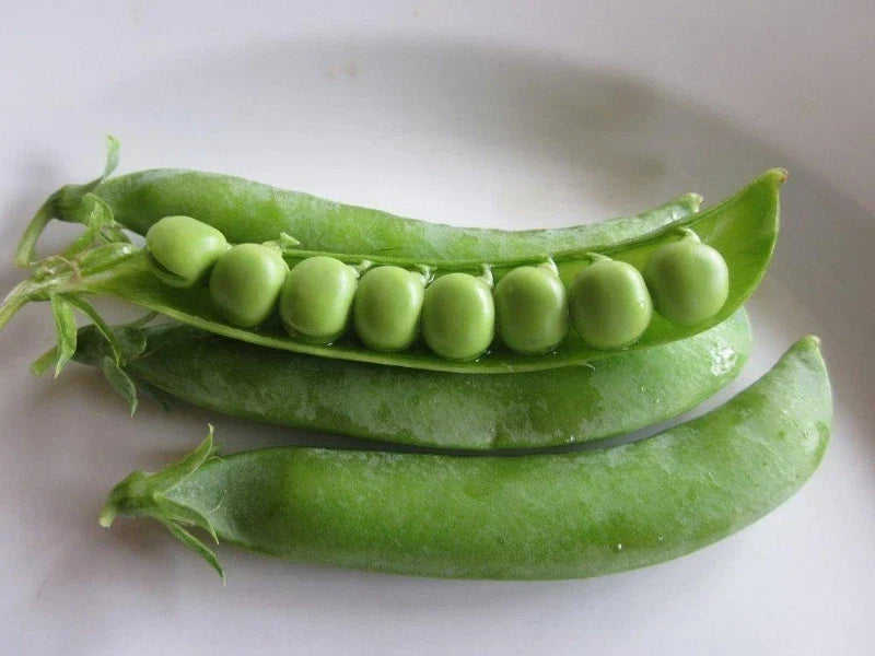 Progress #9 Pea Seeds - Non-GMO, High Yield Variety - Pisum sativum - Ideal for Home Gardens and Container Planting