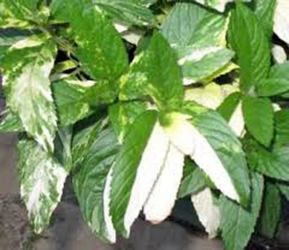 Peppermint Seeds - Heirloom Non-GMO - Aromatic Culinary Herb - Mentha × piperita - 100+ Seeds per Packet