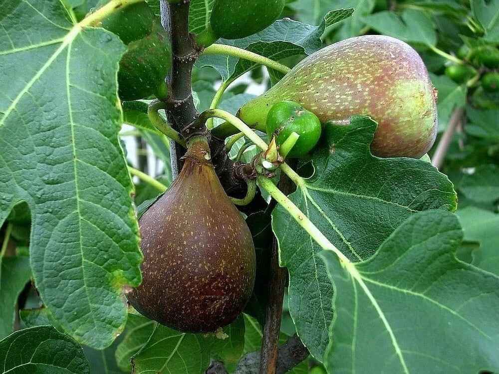 Olympian Fig Tree Plant 3-8 Inches Bare Root Ficus carica Sweet Purple Fruit Self-Pollinating Live Starter Plant