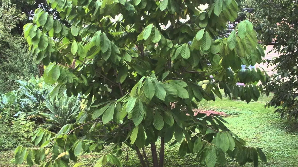 Paw Paw Tree Live Plant 12-18 Inches Asimina triloba - Hardy Zones 5-9, Deciduous Tree with Green Foliage and Maroon Flowers