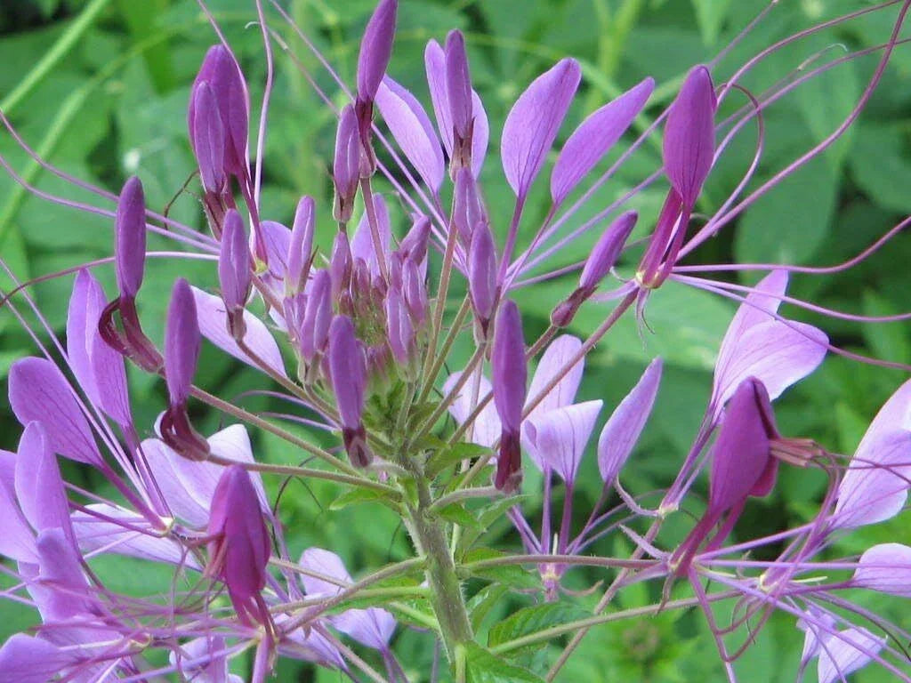 Cleome Seeds - Purple Spider Flower - Non-GMO Pollinator-Friendly - Cleome hassleriana - 20-500 Count
