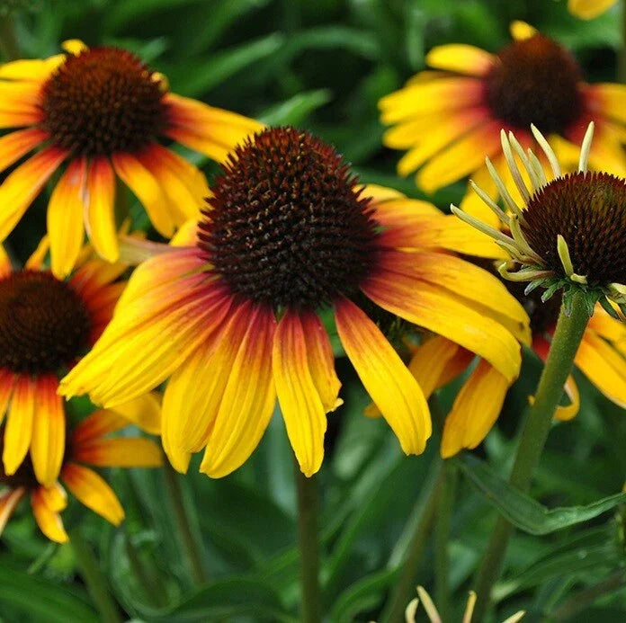 50 Yellow Orange Coneflower Seeds - Echinacea purpurea - Perennial Flower Seeds - Attracts Pollinators - USA Seller
