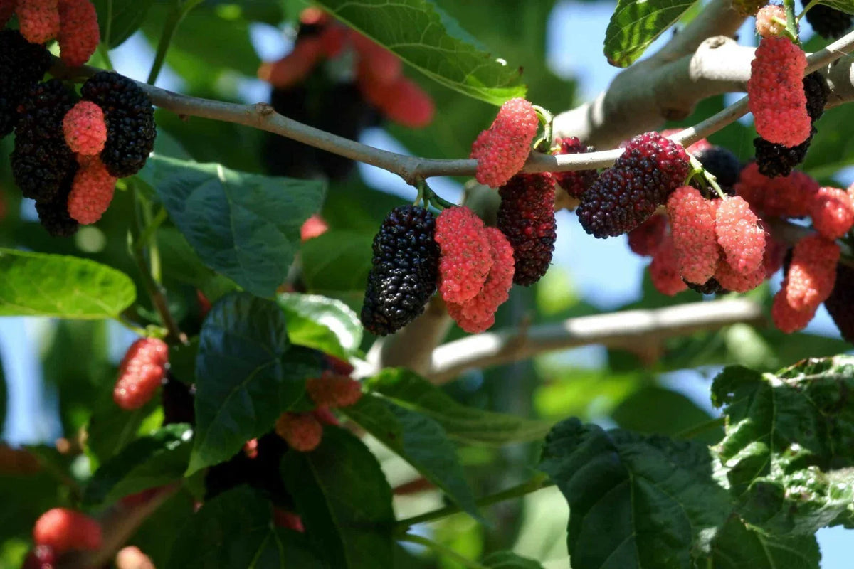 Dwarf Everbearing Mulberry Plants - 2 Live Plants - Fruiting Variety - Morus nigra - Compact & Fast-Growing for Small Spaces
