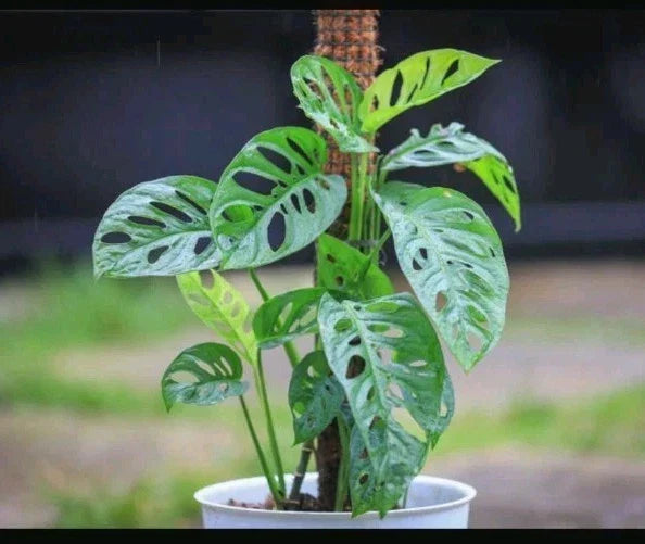 Monstera Cuttings - 3 Adanson's Swiss Cheese Plant Cuttings - Monstera adansonii - Healthy Rooted Tropical Vines