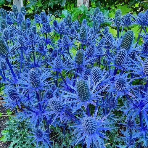 Blue Glitter Sea Holly Seeds - 25 Count - Eryngium Planum - Ornamental Flower Seeds for Gardens and Landscapes
