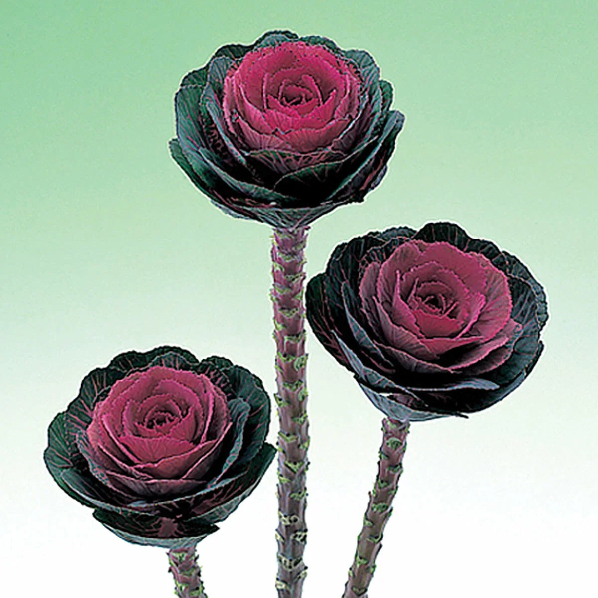 Ornamental Kale Seeds 40 Count - Crane Pink Variety - Brassica oleracea - Vibrant Color for Garden and Landscape