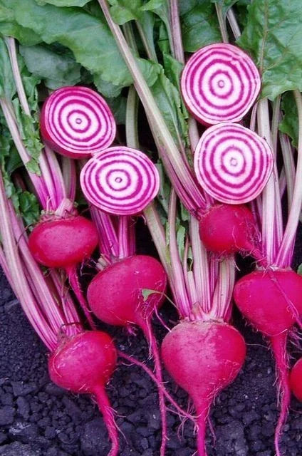 Chioggi Beet Seeds - 200+ Non-GMO Organic Candy Stripe - Beta vulgaris - Open Pollinated for Home Gardens