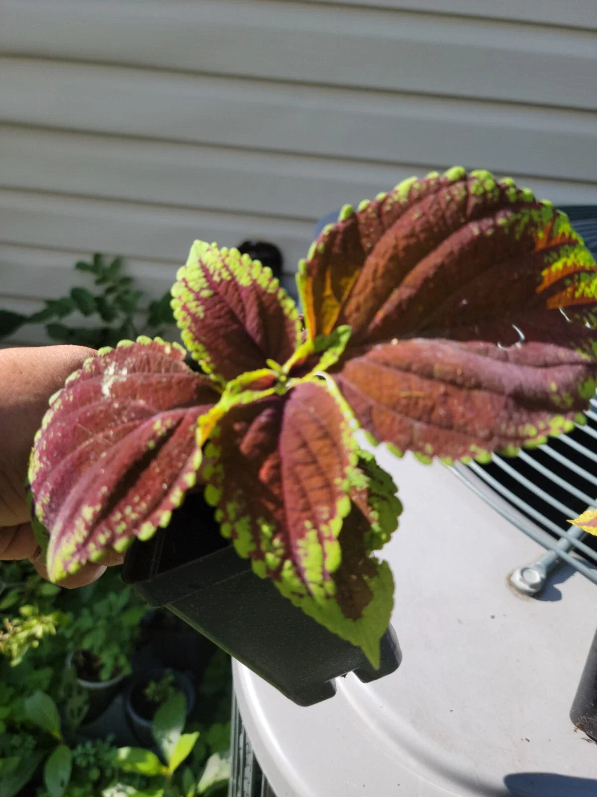 Purple Coleus Live Plant 2.5" Pot - Vibrant Foliage Plectranthus scutellarioides - Ideal for Indoor/Outdoor Decor