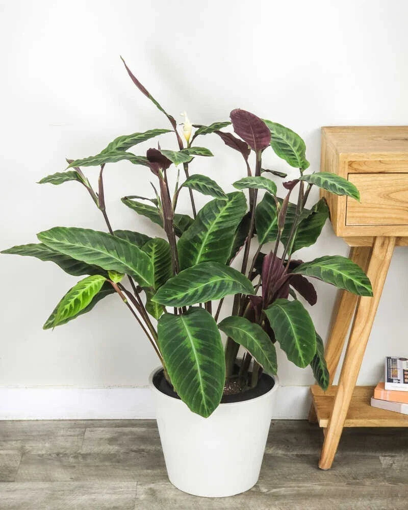 25+ Jungle Velvet Calathea Seeds - Calathea roseopicta - Indoor Planting - Easy to Grow - USA