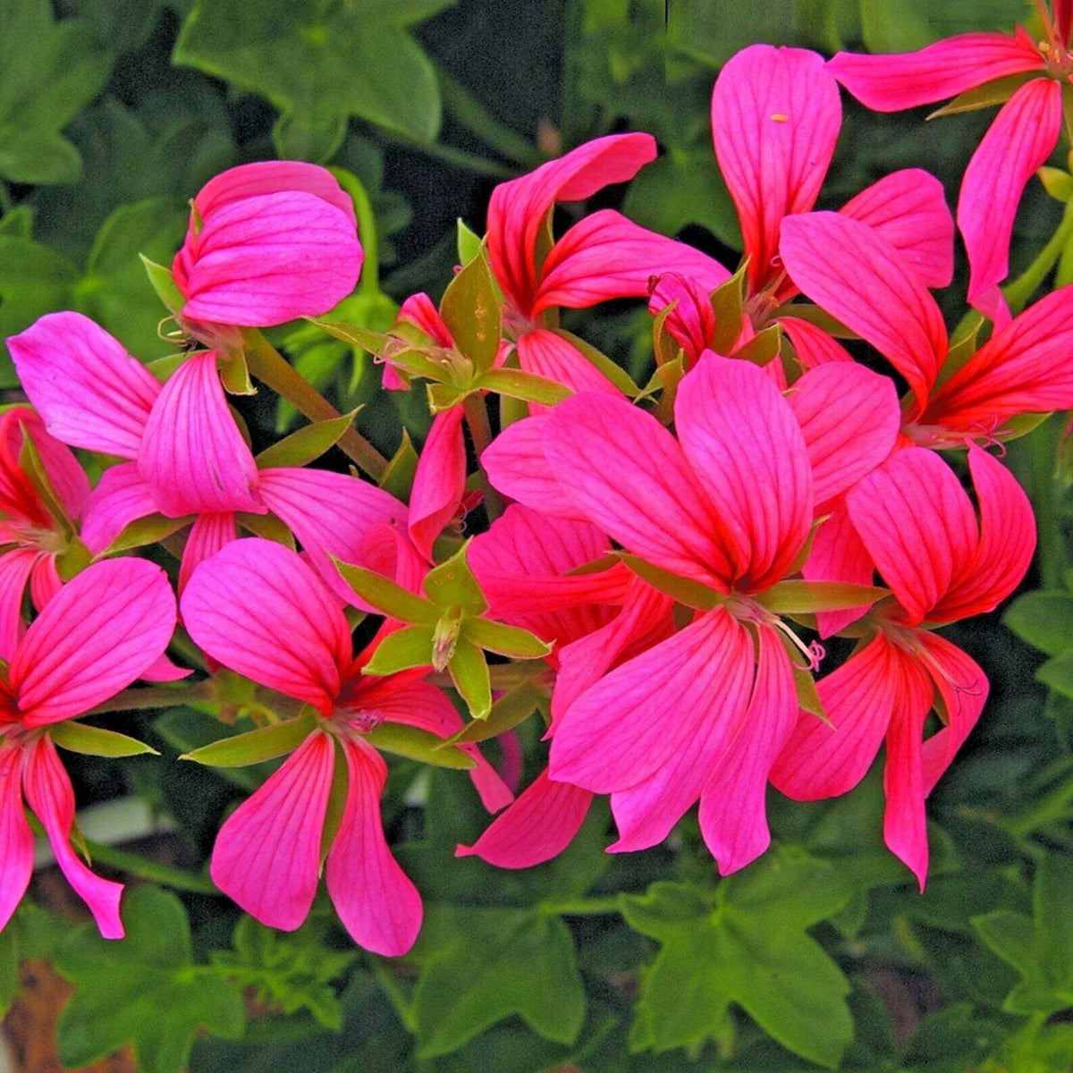 Geranium Cuttings 6" Cascade Pink Pelargonium - 3 Live Unrooted Cuttings for Indoor/Outdoor Gardening