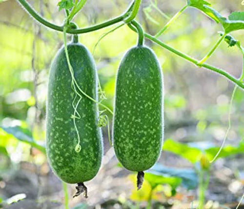 Organic Hairy Skin Gourd Seeds - 20+ Fuzzy Melon Seeds (Benincasa hispida) - Mokwa USA - Non-GMO, Edible Landscaping