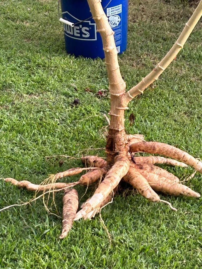 Cassava Cuttings - 5 Unroot Stem Cuttings - Manihot esculenta - Disease-Free for Gardening & Farming