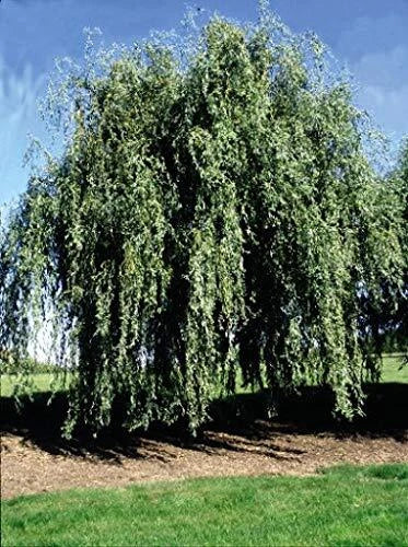 Gold Weeping Curly Willow Cutting - Exotic Rare Ornamental Plant - Salix babylonica 'Gold Weeping' - Unique Landscape Addition