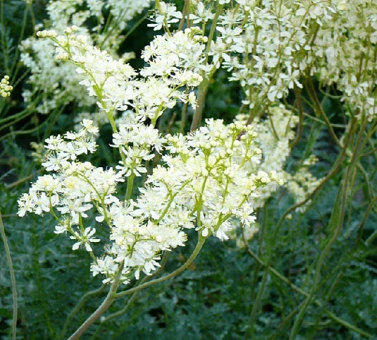 Filipendula vulgaris Seeds - 25 Count, Common Meadow Sweet, Perennial Herb for Garden, Attracts Pollinators